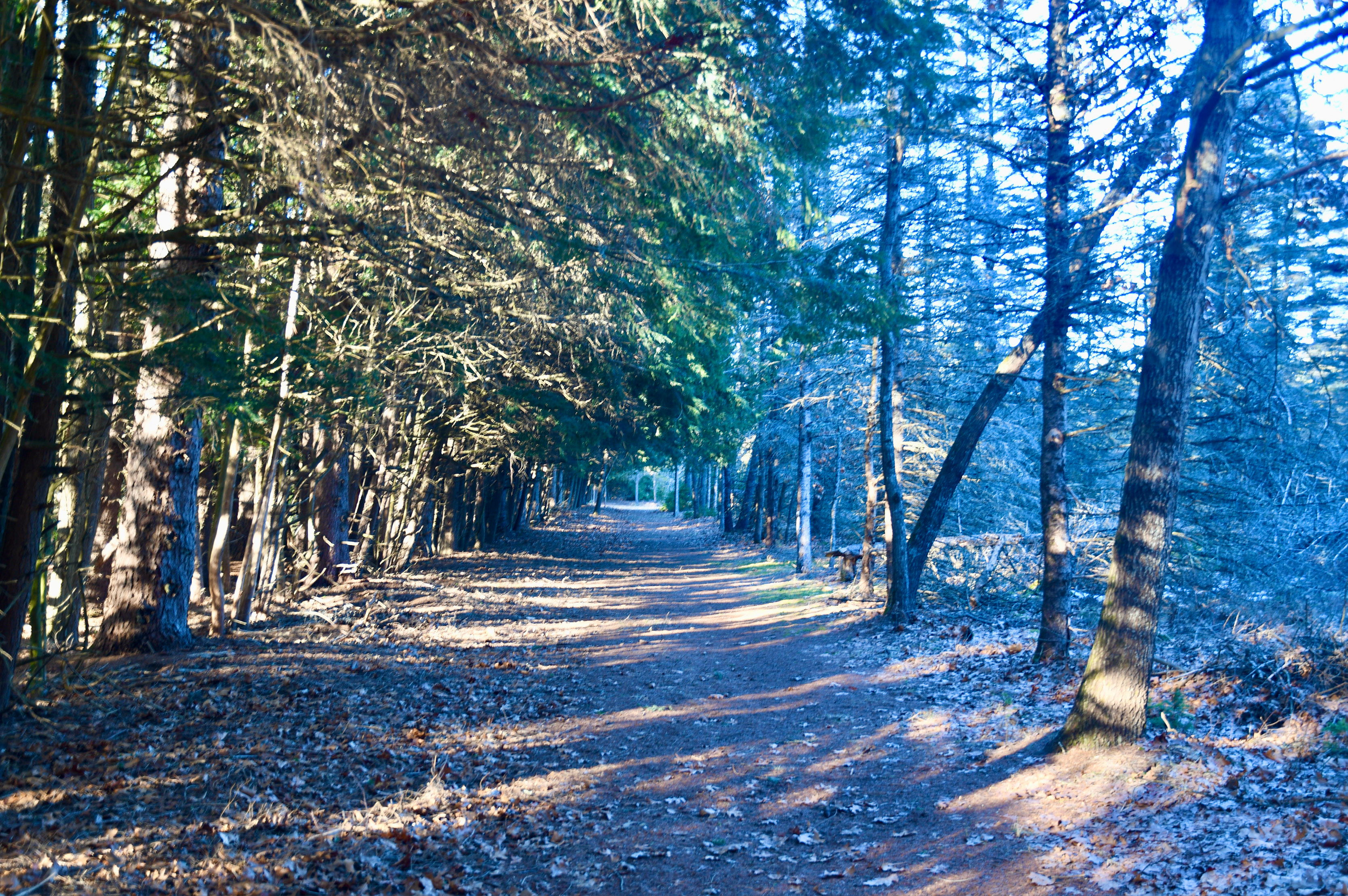 Wellston Arboretum Trail